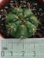 Гимнокалициум хорсти (Gymnocalycium horstii var. buenekeri)