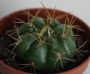 Гимнокалициум хорсти (Gymnocalycium horstii var. buenekeri)