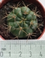 Гимнокалициум хорсти (Gymnocalycium horstii var. buenekeri)