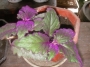 Гинура (Gynura aurantiaca)