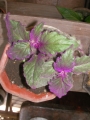 Гинура (Gynura aurantiaca)