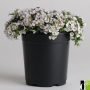 Гипсофила (Gypsophila Pixie Splash)