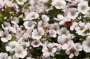 Гипсофила (Gypsophila Pixie Splash)