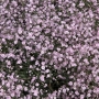 Гипсофила паникулата розова (Gypsophila Paniculata)