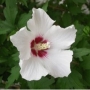 Градински хибискус бял (Hibiscus)