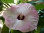 Градински хибискус Луна (Hibiscus moscheutos Luna Pink Swirl)