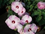 Градински хибискус Луна (Hibiscus moscheutos Luna Pink Swirl)