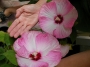 Градински хибискус Луна (Hibiscus moscheutos Luna Pink Swirl)