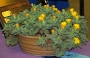 Грапава Фаукария (Faucaria tuberculosa)