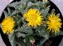 Грапава Фаукария (Faucaria tuberculosa)