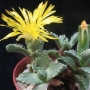 Грапава Фаукария (Faucaria tuberculosa)