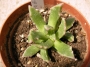 Грапава Фаукария (Faucaria tuberculosa)