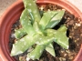Грапава Фаукария (Faucaria tuberculosa)