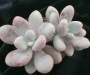 Граптопеталум (Graptopetalum amethystinum)