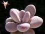 Граптопеталум (Graptopetalum amethystinum)