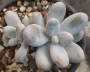 Граптопеталум (Graptopetalum amethystinum)