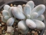 Граптопеталум (Graptopetalum amethystinum)