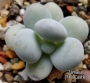 Граптопеталум (Graptopetalum amethystinum)