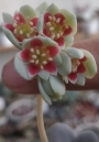 Граптопеталум (Graptopetalum amethystinum)