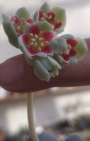 Граптопеталум (Graptopetalum amethystinum)