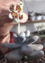 Граптопеталум (Graptopetalum amethystinum)