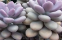 Граптопеталум (Graptopetalum amethystinum)