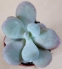 Граптопеталум (Graptopetalum amethystinum)