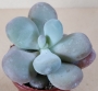 Граптопеталум (Graptopetalum amethystinum)