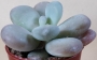 Граптопеталум (Graptopetalum amethystinum)