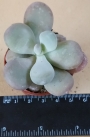 Граптопеталум (Graptopetalum amethystinum)