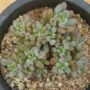 Граптопеталум (Graptopetalum pachyphyllum blackberry)