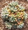 Граптопеталум (Graptopetalum pachyphyllum blackberry)