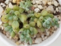 Граптопеталум (Graptopetalum pachyphyllum blackberry)
