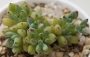 Граптопеталум (Graptopetalum pachyphyllum blackberry)