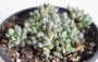 Граптопеталум (Graptopetalum pachyphyllum blackberry)