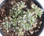 Граптопеталум (Graptopetalum pachyphyllum blackberry)
