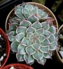 Граптопеталум (Graptopetalum cv Silverstar)