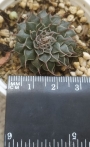Граптопеталум (Graptopetalum cv Silverstar)