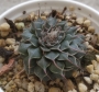 Граптопеталум (Graptopetalum cv Silverstar)