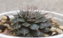 Граптопеталум (Graptopetalum cv Silverstar)