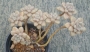 Граптопеталум (GRAPTOPETALUM MENDOZAE)