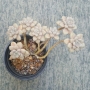 Граптопеталум (GRAPTOPETALUM MENDOZAE)