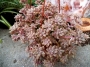 Граптопеталум (GRAPTOPETALUM MENDOZAE)