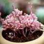 Граптопеталум (GRAPTOPETALUM MENDOZAE)