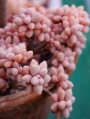 Граптопеталум (GRAPTOPETALUM MENDOZAE)