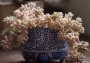 Граптопеталум (GRAPTOPETALUM MENDOZAE)