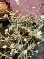 Граптопеталум (GRAPTOPETALUM MENDOZAE)