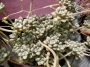 Граптопеталум (GRAPTOPETALUM MENDOZAE)
