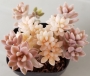 Граптопеталум (Graptopetalum Mendozae mirinae variegata)