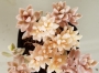 Граптопеталум (Graptopetalum Mendozae mirinae variegata)